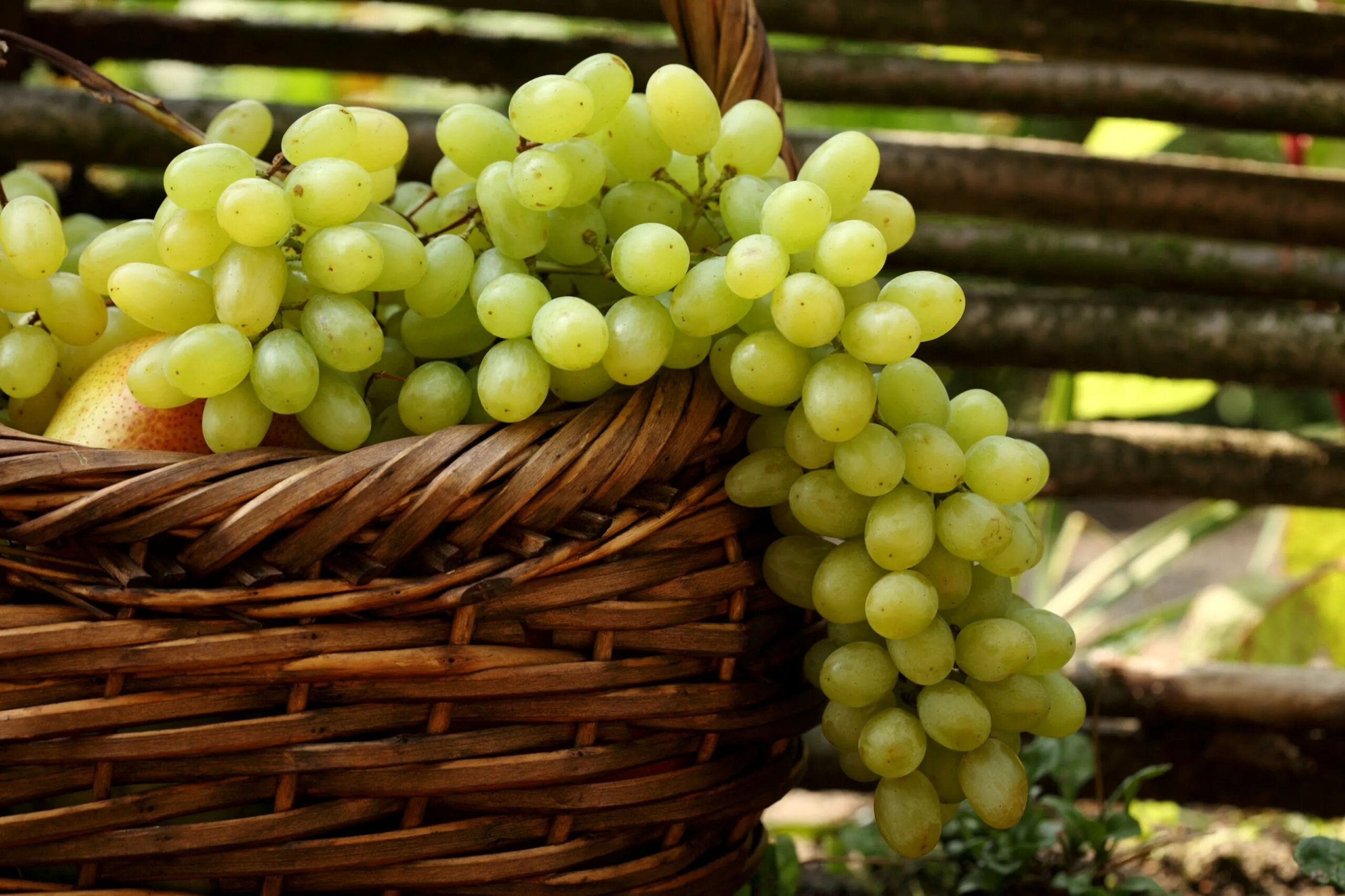 Применения винограда. Виноград Гала. Гроздь белого винограда. ЧХАВЕРИ виноград.