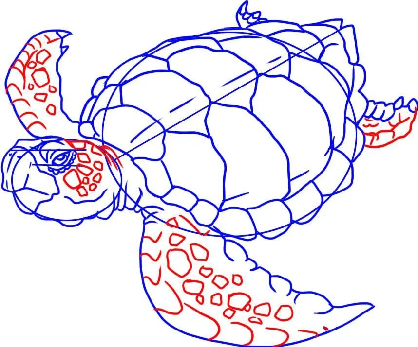 Построение черепаха. Черепаха рисунок. Черепаха карандашом. Рисуем морскую черепаху. Поэтапное рисование черепахи.