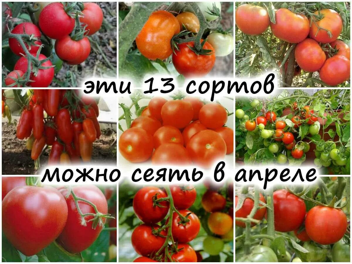 Срок посадки томатов в апреле