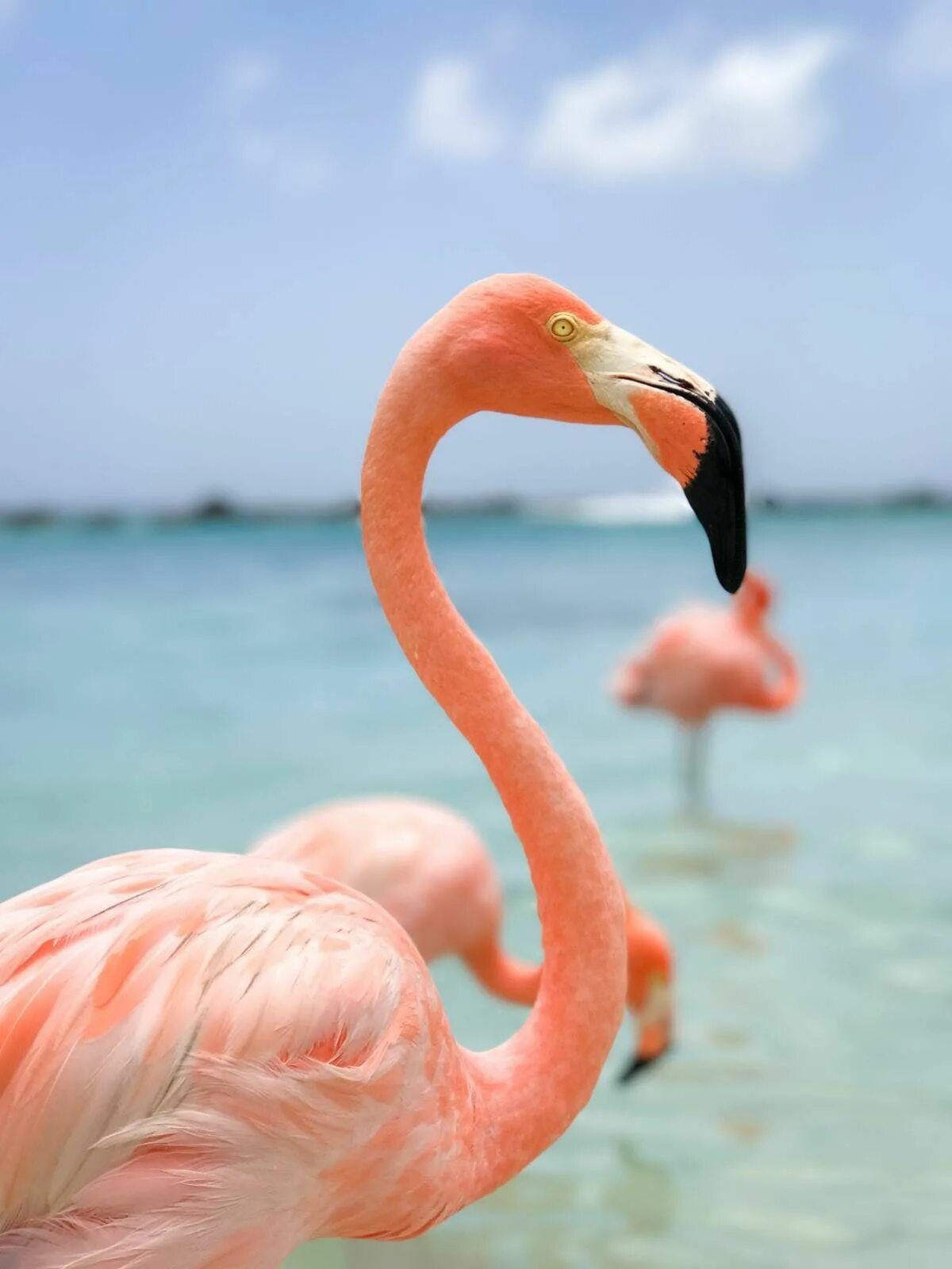 Персиковый Фламинго. Розовый Фламинго Саки птицы. Фламинго и Тукан. Морковные Фламинго. Розовый фламинго новое