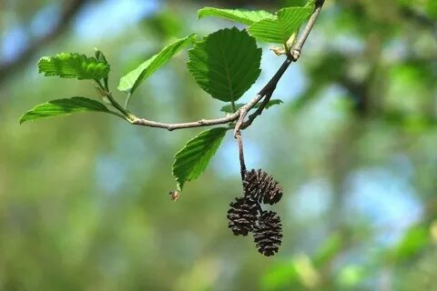 Какие листья ольхи