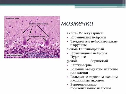 Горизонтальные клетки