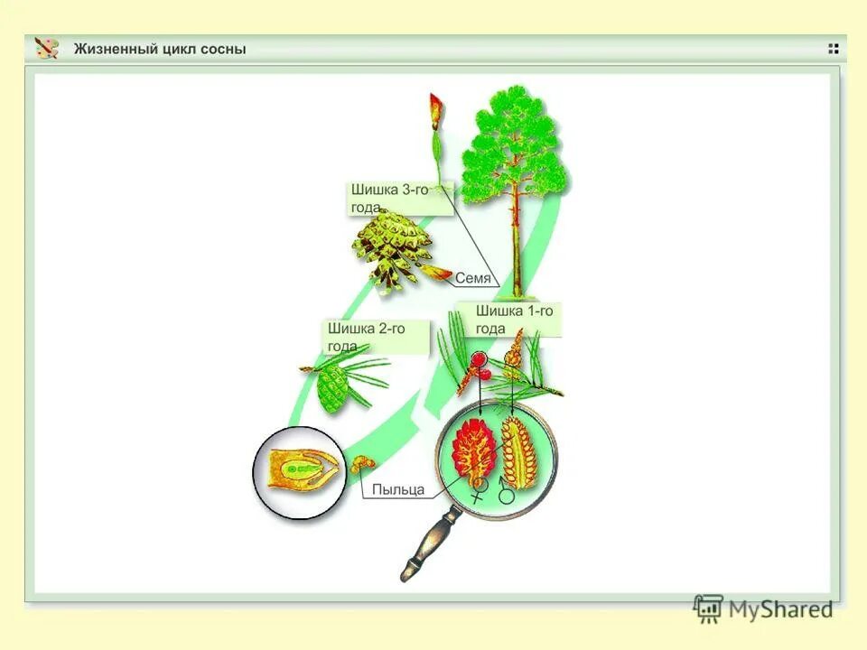 Хвойные егэ. Цикл развития сосны схема. Цикл развития голосеменных схема. Жизненный цикл сосны обыкновенной таблица. Жизненный цикл сосны биология.