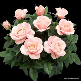Classic rose