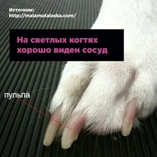 Когти могут впиться в ногу