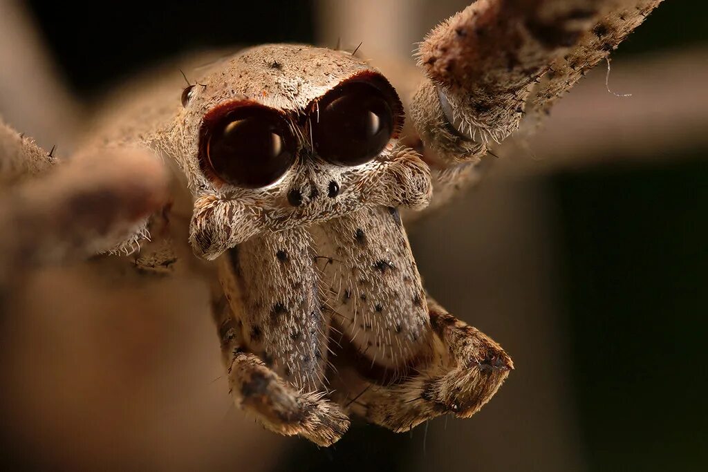 MacroID.RU - 14242254_1741777666073058_6637486141826563651_o.jpg