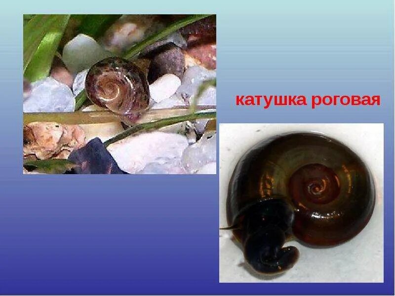 Роговая катушка моллюск строение. Форма катушки раковины. Форма раковины катушки роговой. Внешнее и внутреннее строение роговой катушки. Форма раковины катушки роговой.