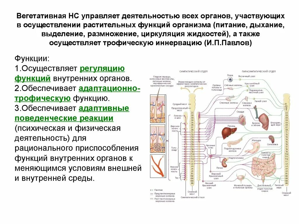 Нервная регуляция вегетативной системы функции. Функции вегетативной нервной системы. Вегетативная нервная система обеспечивает функции. Вегетативная нервная система и ее отделы строение и функции. Роль вегетативной нервной системы в регуляции функций..