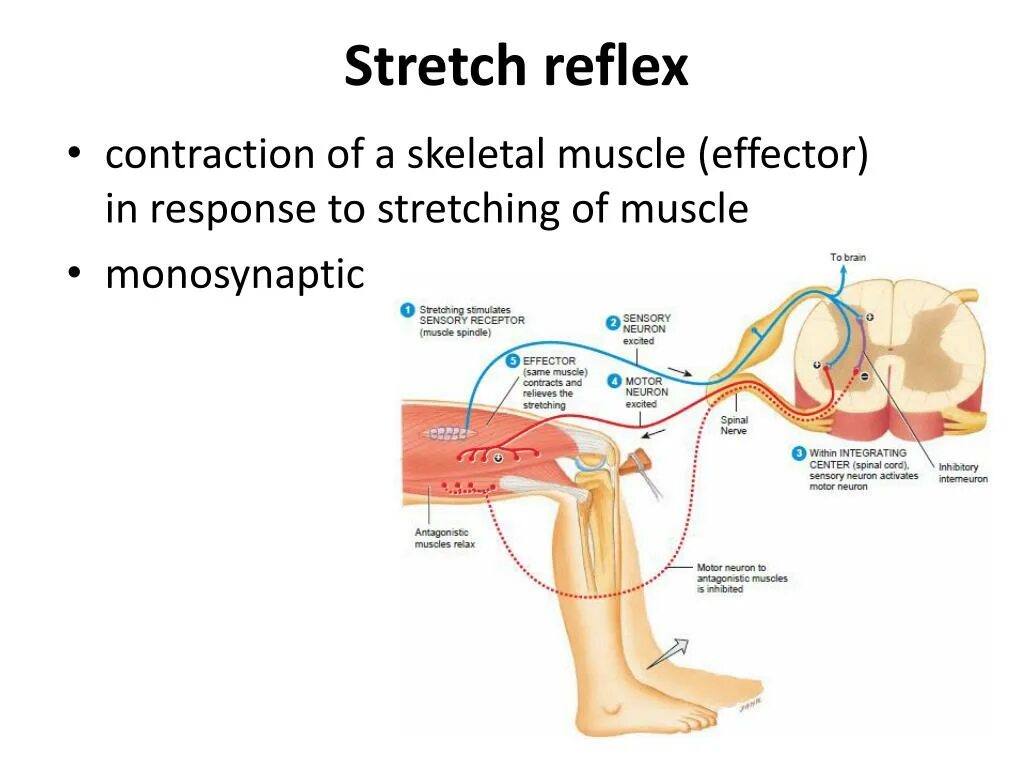 Стретч рефлекс. Стретч рефлекс мышцы. Стрейч рефлекс физиология.
