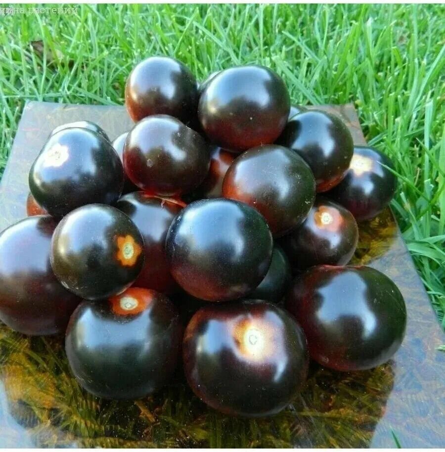 томат всем на зависть f1 уральский дачник. томат сорт вернисаж чёрный. семена томатов черри черные. черри черный принц. томат черная жемчужина черри.