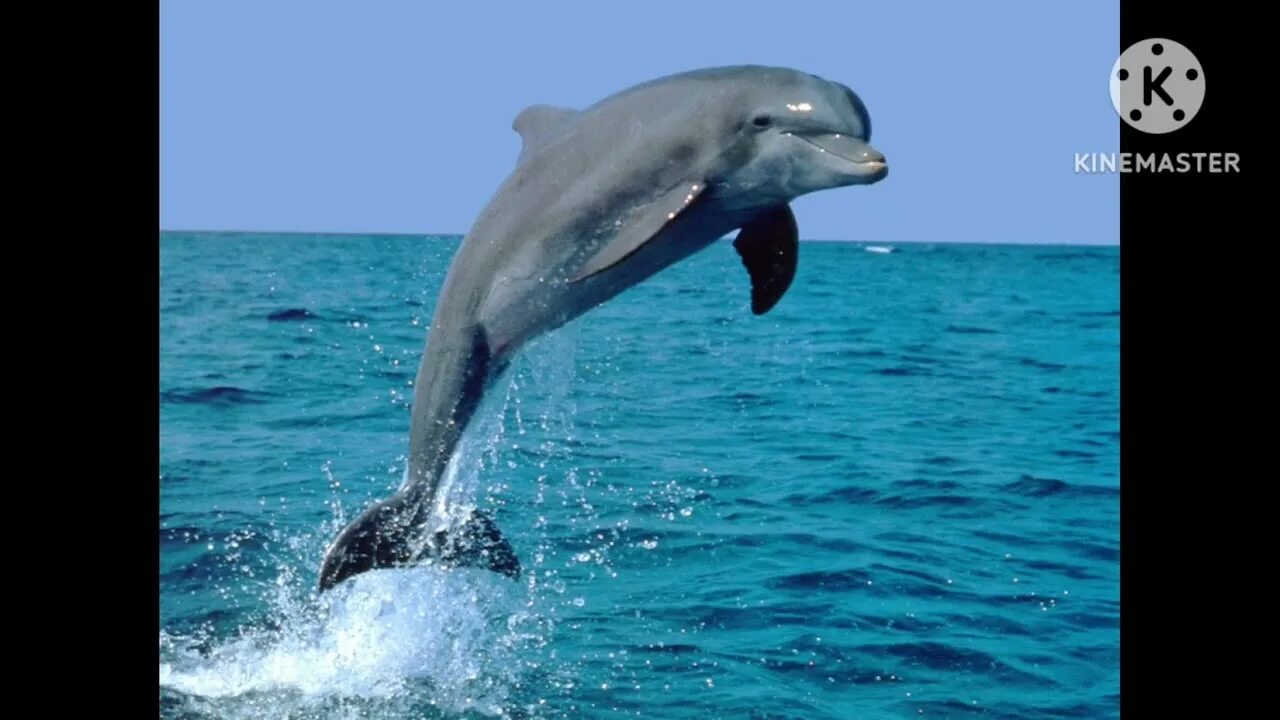 Звук в слове дельфины. Черноморская Афалина. Дельфин-белобочка класс. Дельфин белобочка орган. Белобочка и Афалина.