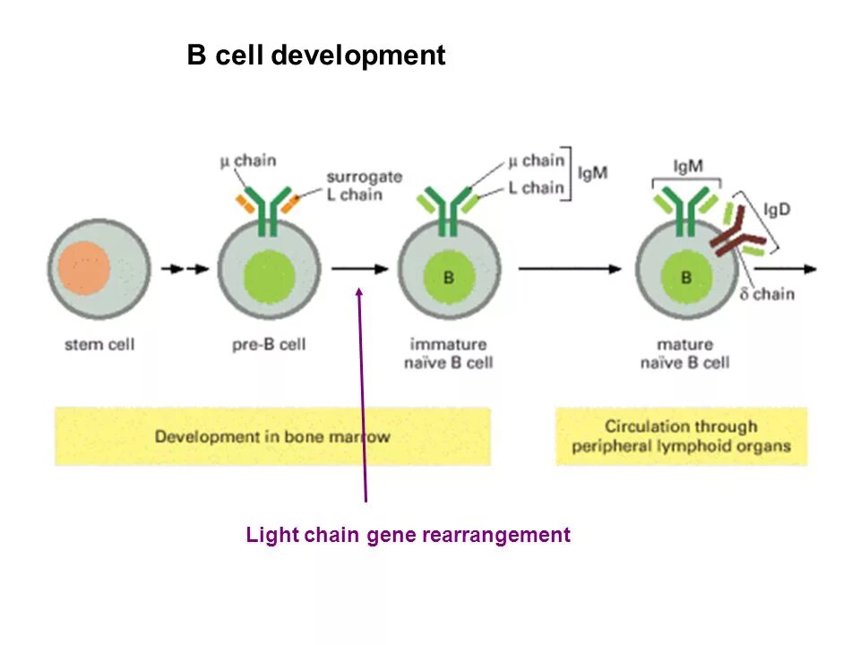 Development chain. B cell development. b cells. gene rearrangement. b lymphocytes development.
