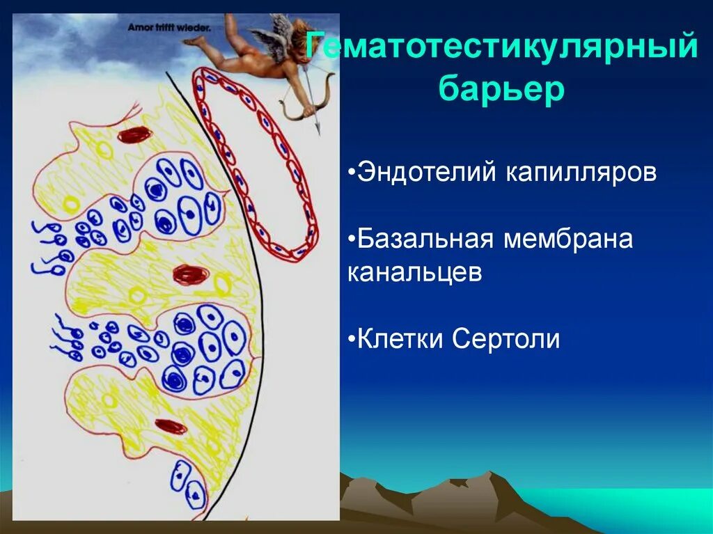 Ультраструктура это. Базальная мембрана канальцев. Строение стенки семенного канальца. Базальная мембрана канальцев. Базальная мембрана канальцев.