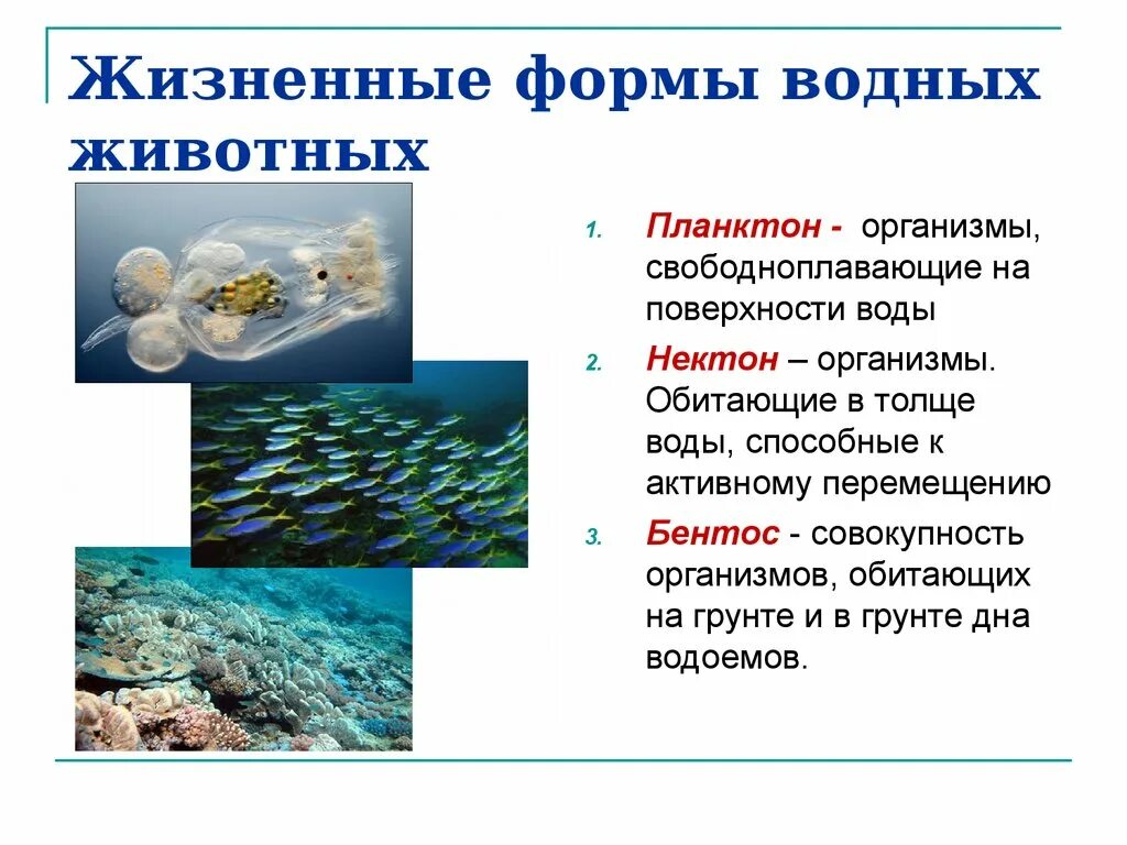 В верхнем слое воды обитает больше. Жизненные формы водных животных. Толща воды обитатели. Организмы обитающие в воде. Организмы обитающие в толще воды.