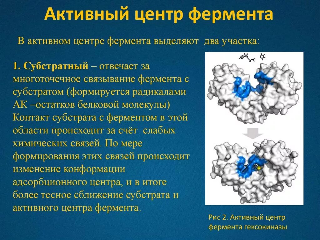 Аминокислоты это ферменты. Состав активного центра фермента. Активный центр фермента биохимия. Структура фермента центры. Структура активного центра фермента.