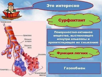 Альвеолы функции