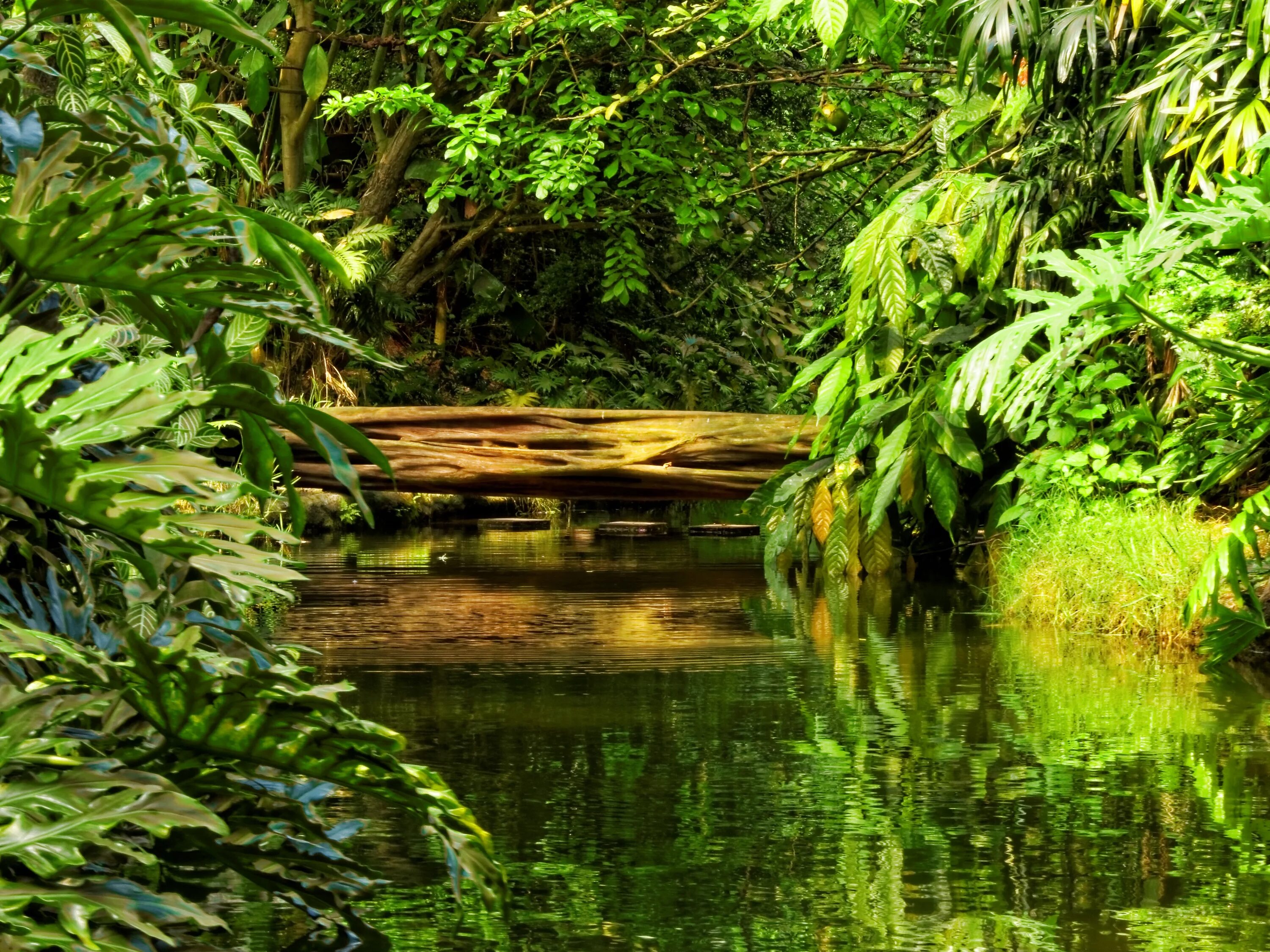 Сельва Белиз. Тропические леса Южной Каролины. Тропический водоем. Пейзаж джунгли.