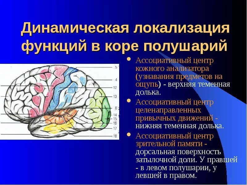 Зрительные доли функции. Зрительные доли функции