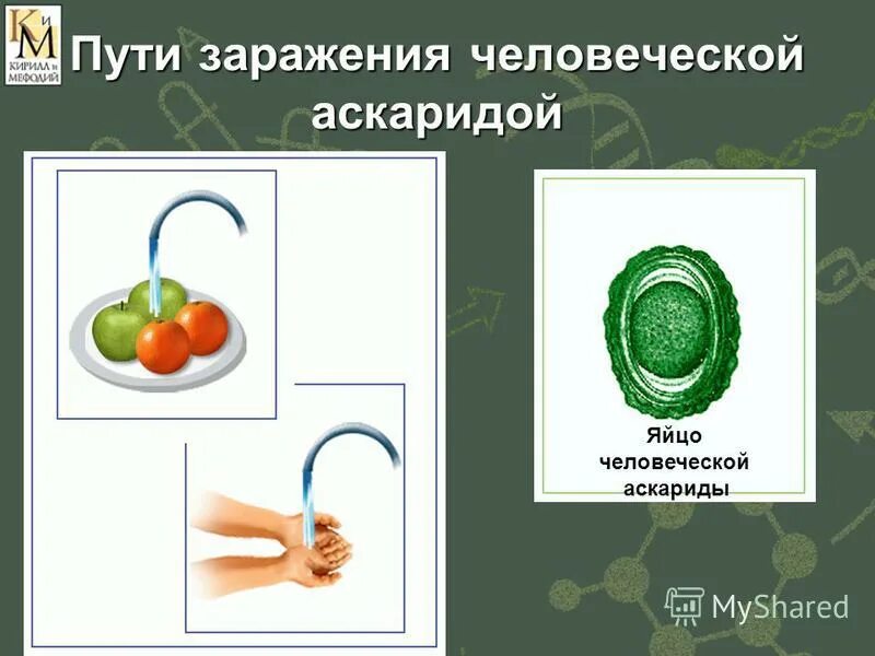 Как происходит заражение человеческой аскаридой. Схема заражения аскаридозом. Аскарида человеческая пути заражения. Аскариды пути заражения человека. Аскарида основной и промежуточный хозяин.