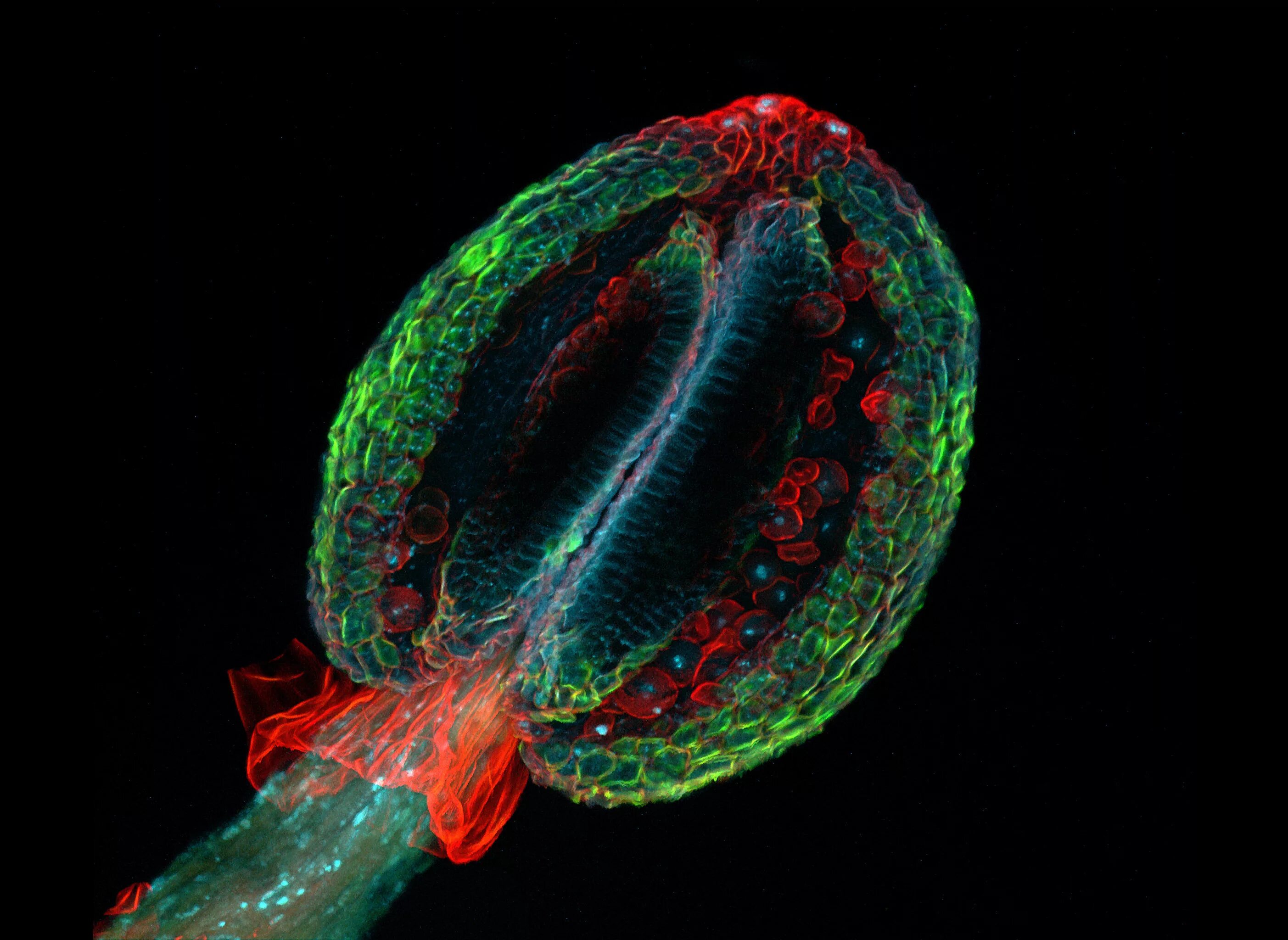 Для измерения размеров каких тел используют микрофотографии. Arabidopsis thaliana под микроскопом. пыльца микрофотографии. мир под микроскопом. электронный микроскоп снимки.