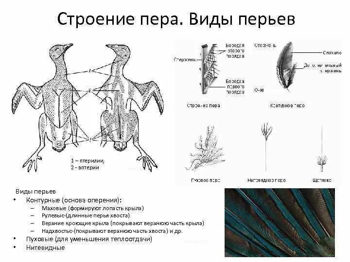 Перья птиц. Типы перьев. Перо строение. Типы перьев у птиц.