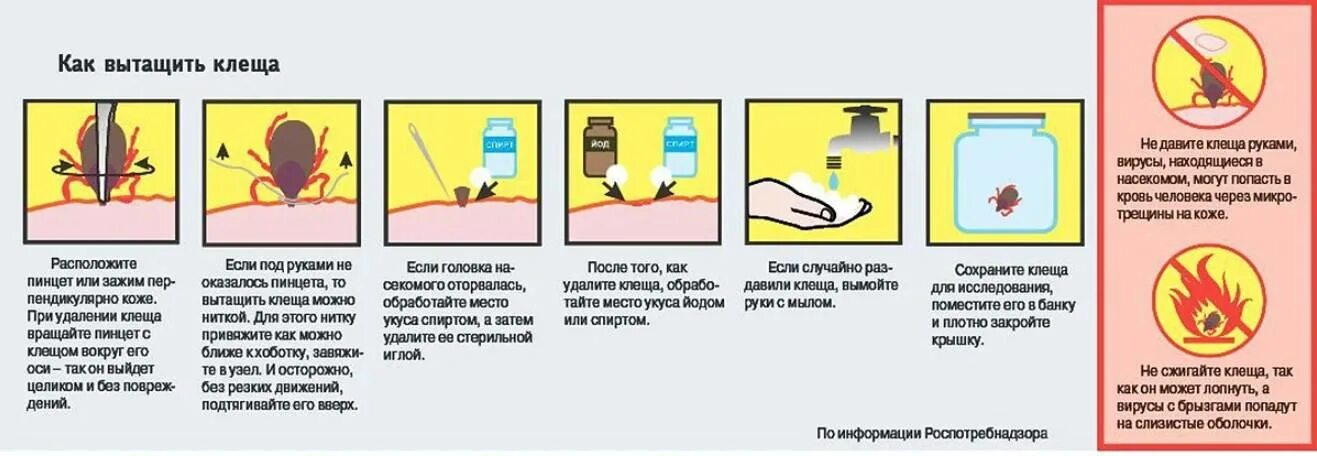 Чем обработать после клеща у человека. Как правильно удалить клеща с тела человека в домашних условиях. Как достать клеща с помощью нитки. Как вытащить клеща у человека пинцетом. Как убрать клеща с человека в домашних условиях.