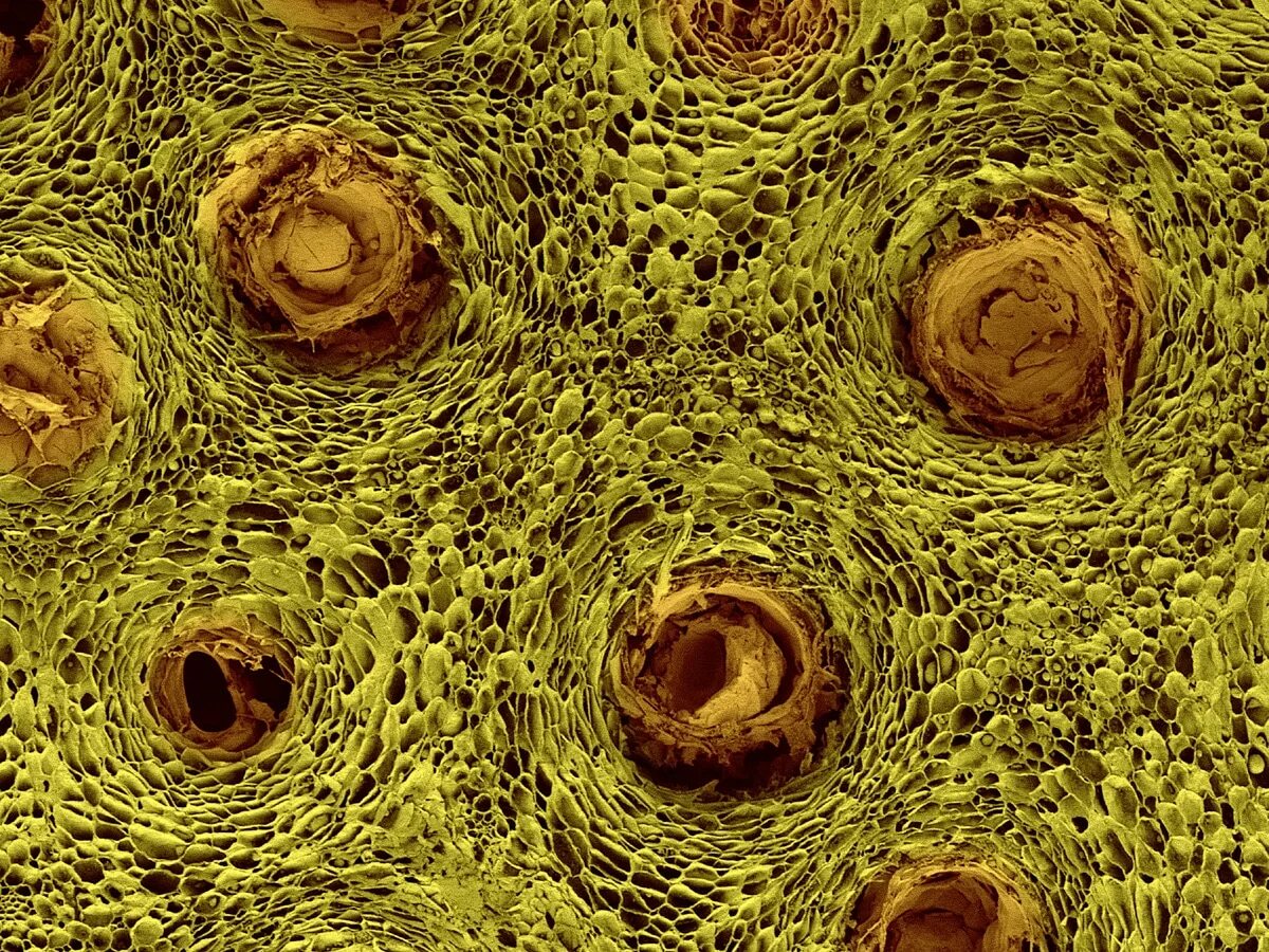 Строение живой ткани. Человеческая клетка под микроскопом. Клетки животных под микроскопом. Клетка под электронным микроскопом. Живая клетка под микроскопом.