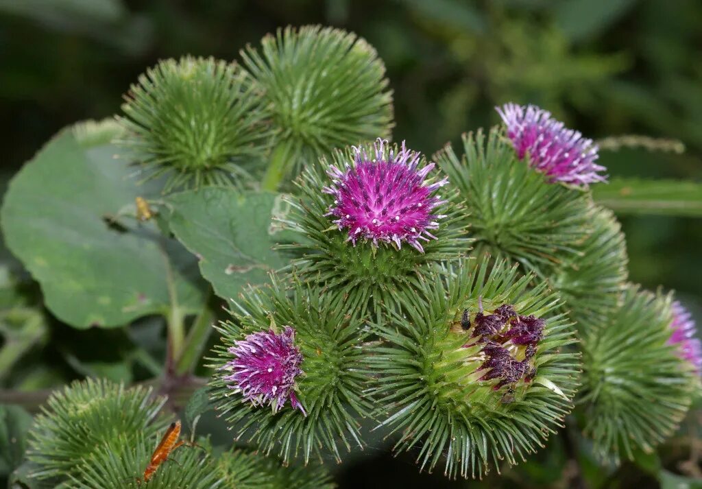 Лопух Arctium Lappa. Плоды репейника. Репейник обыкновенный. Лопух (репейник) большой Arctium Lappa l. Какие растения растут в северной