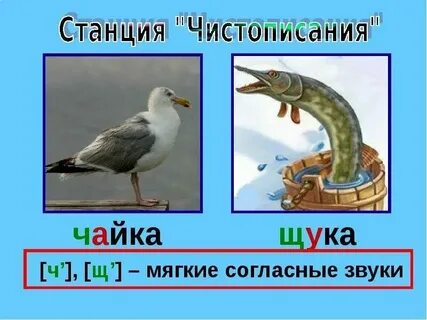 Мягкие звуки в слове медведь