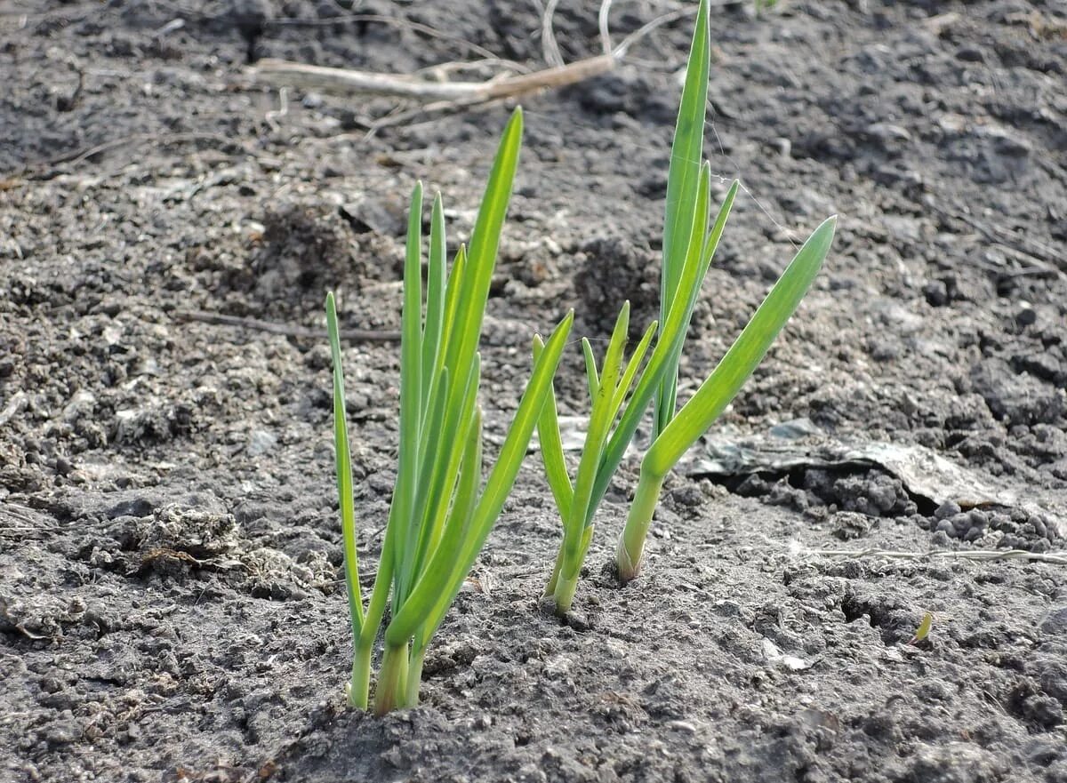 Мульчирование чеснока соломой. Проросший чеснок. Зимой пророс чеснок. Если пророс чеснок посаженный под зиму осенью что делать. Зимой пророс чеснок.