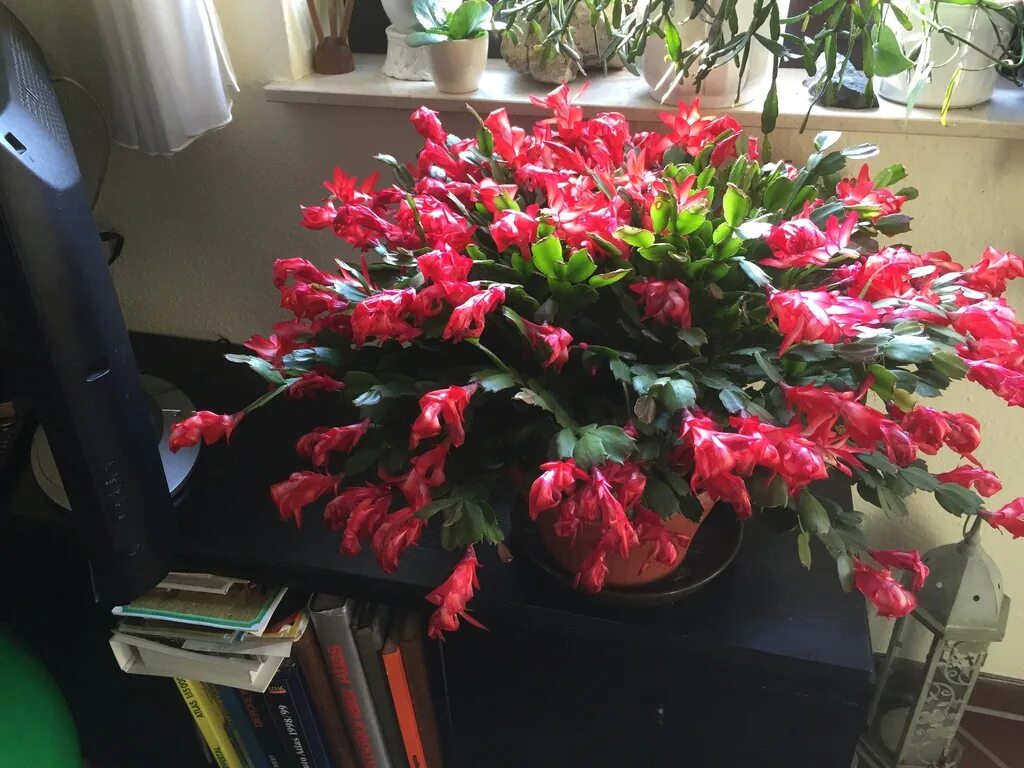 шлюмбергера микс декабрист. декабрист шлюмбергера голубой. рипсалидопсис махровый. цветок декабрист шлюмбергера. плоды декабриста.