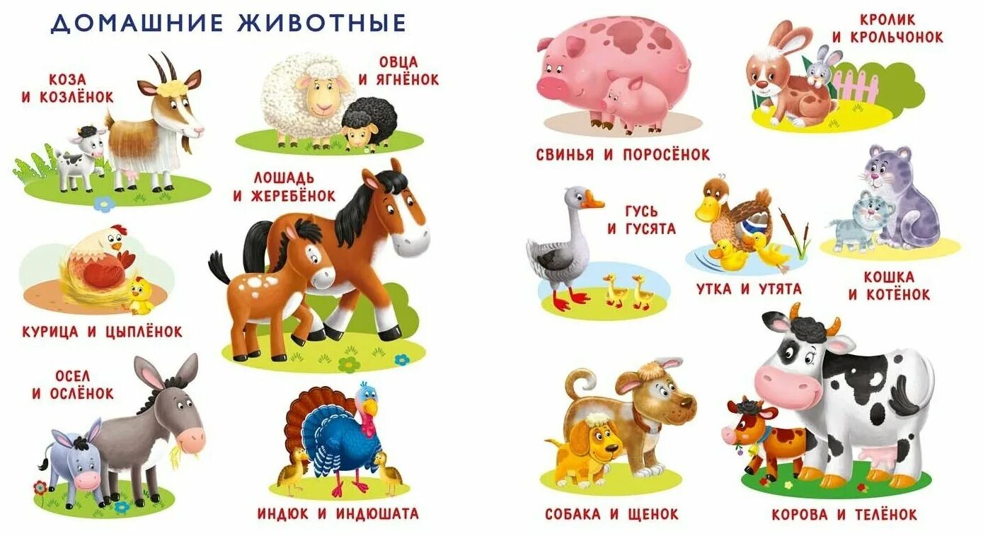 Дидактические карточки Маленький Гений Домашние Животные - отзывы покупателей на