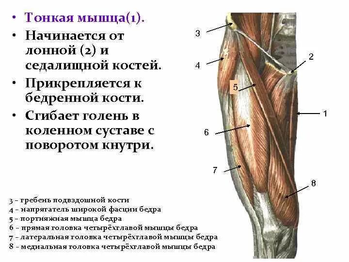 Функции приводящих мышц. Тонкая приводящая мышца функции. Крепление тонкой мышцы бедра. Тонкая мышца бедра начало. Прикрепление портняжной мышцы бедра:.