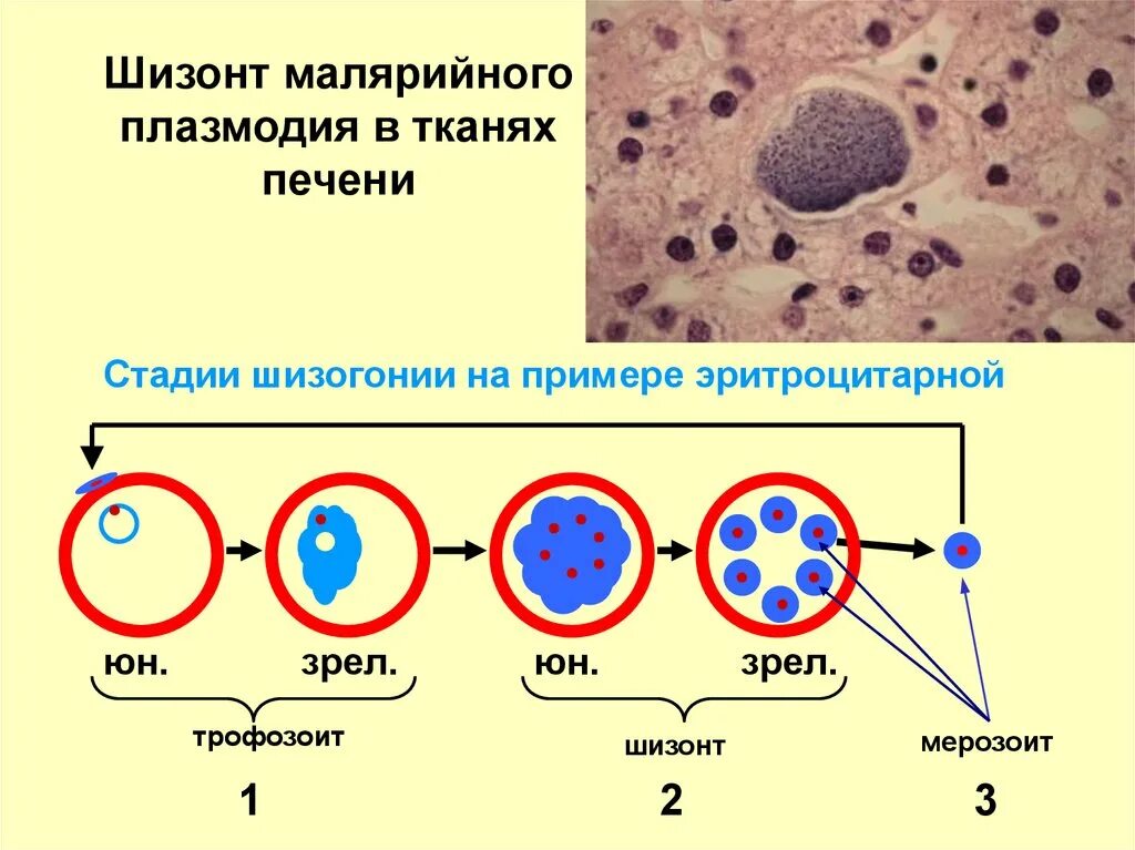 Зрелый эритроцит собаки сколько хромосом. Стадии развития малярийного плазмодия в эритроцитах. Эритроцитарные стадии развития малярийного плазмодия. Стадия кольца малярийного плазмодия. Малярийный плазмодий кольцевидный трофозоит строение.