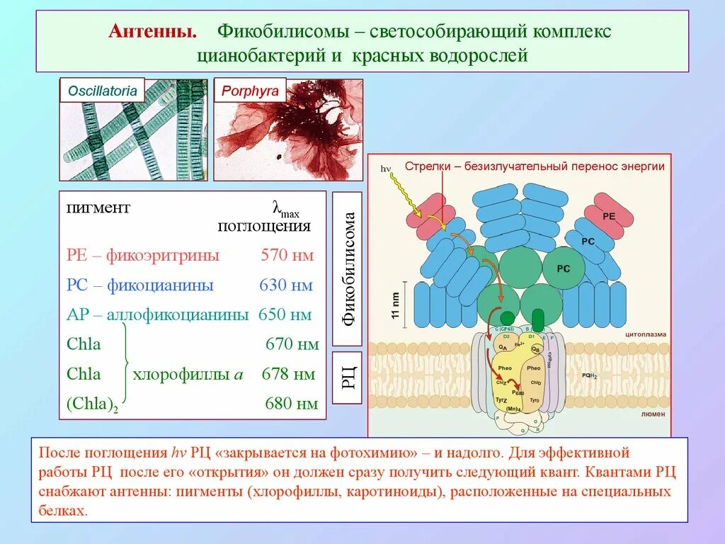 Фикоэритрин пигмент красных водорослей и цианобактерий. Антенный комплекс передачи энергии в фотосинтезе. фикобилисомы цианобактерий. фикобилисомы красных водорослей. светособирающие антенные комплексы.