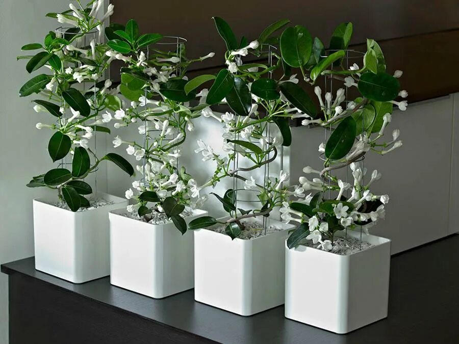 Gardenia Plant House plants indoor, Gardenia plant, Plant problems