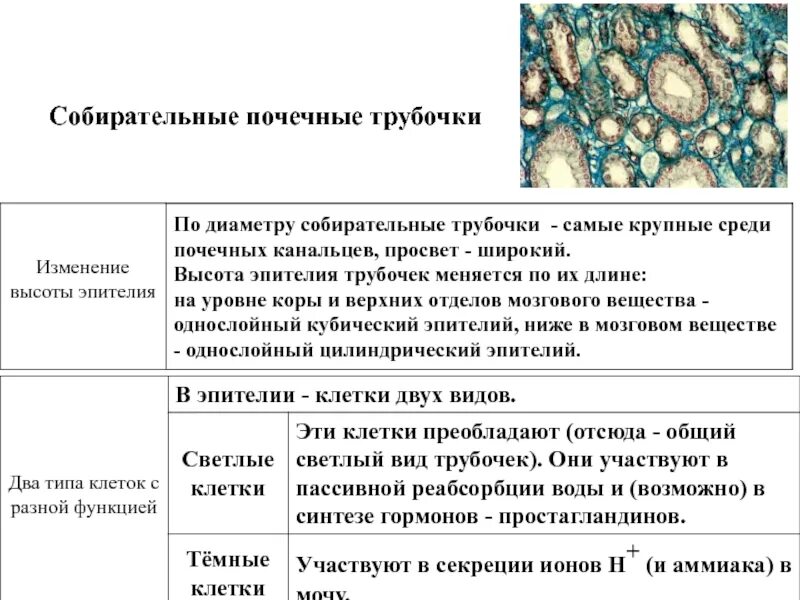 Процесс в собирательной трубочке