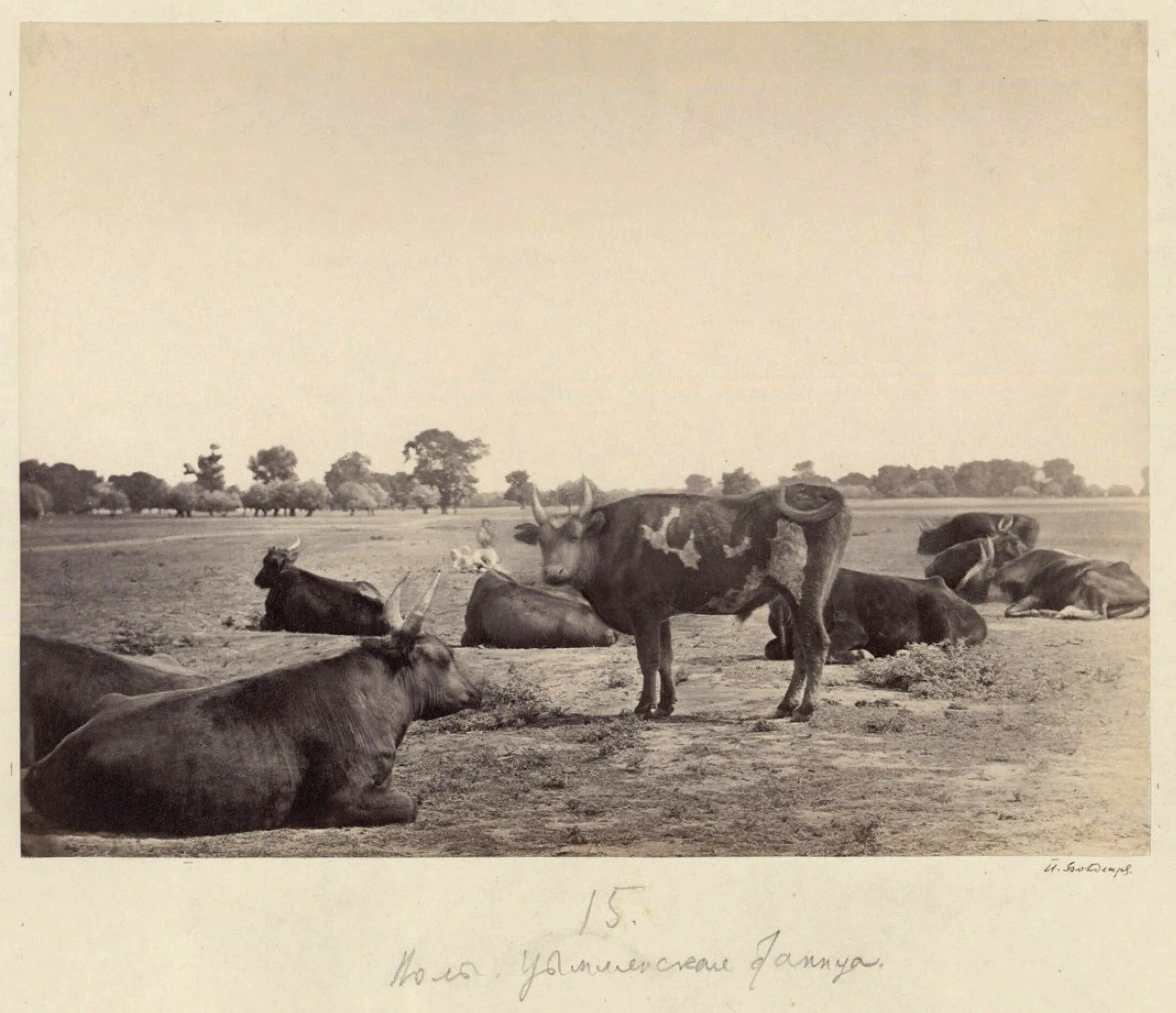 Среднеазиатская арба. Племенные быки советского союза. Пахота на корове. Тягловый скот. Выставка племенного скота.