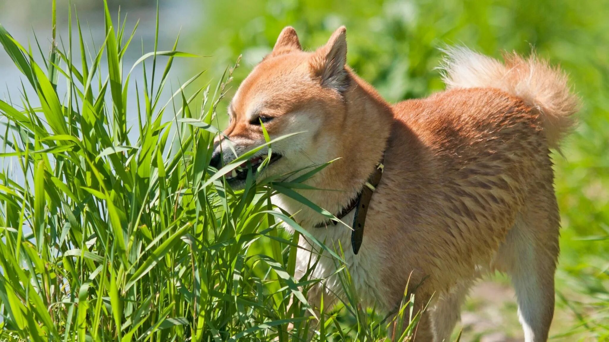Почему собака ест траву на улице. Пес ест траву. Собака ест траву. Трава которую едят собаки на улице. Акита-ину Юмэ.