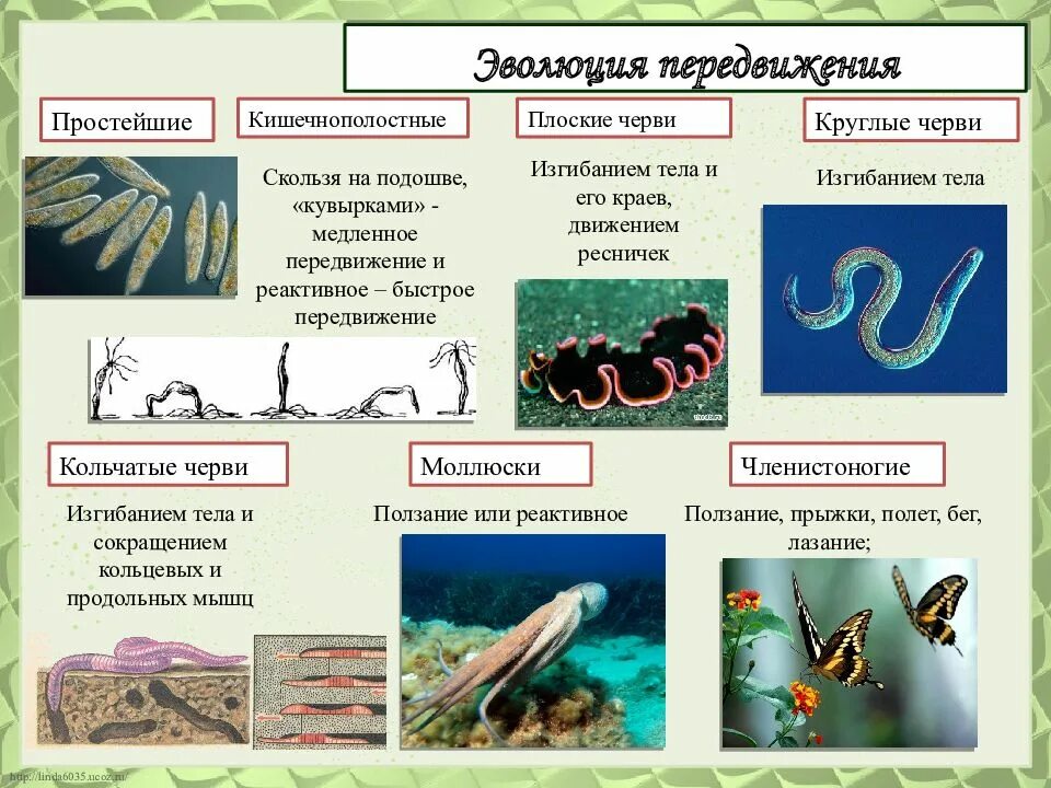 Эволюция червей. Эволюционное развитие червей. Эволюция типов червей. Простейшие Кишечнополостные черви. Последовательность появления червей