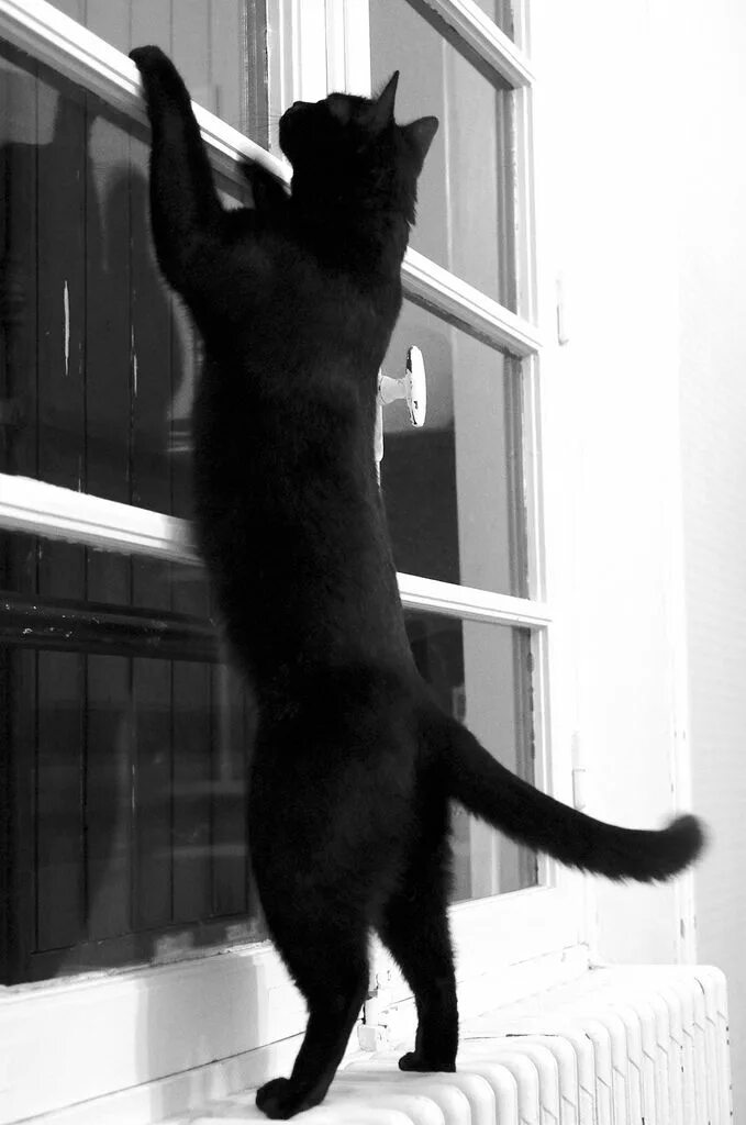 Черная кошка на белом фоне. Черная кошка стоит. Пушистая кошка идёт. Черная кошка на задних лапах. Котик стоит на задних лапах.