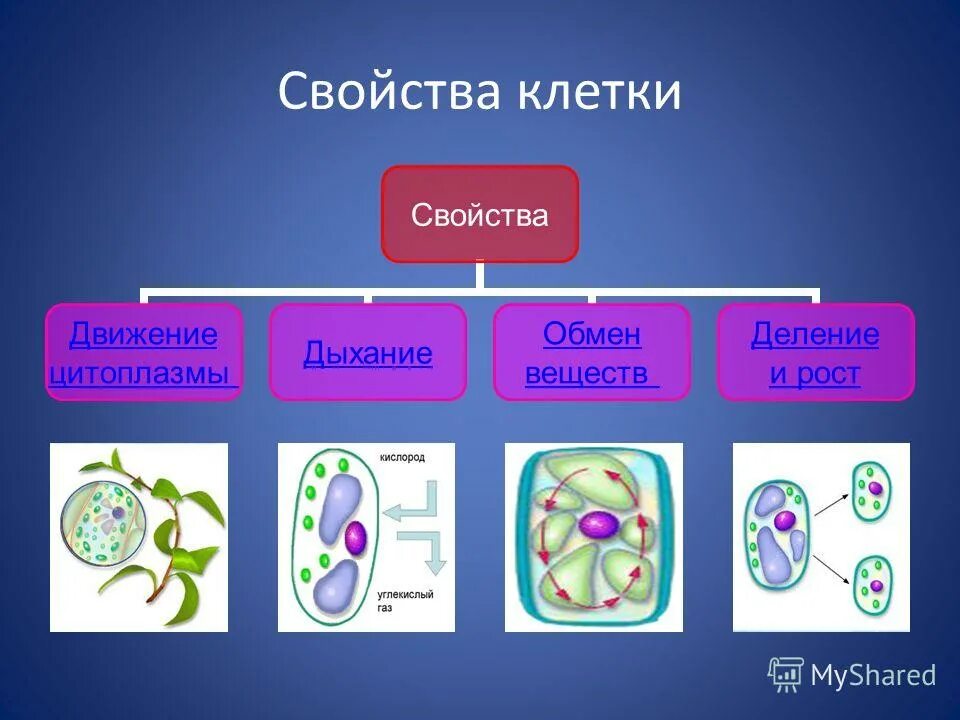 Жизненные процессы организмов. Свойства растительной клетки. Клетки растений свойства клетки. Перечислите основные функциональные свойства живой клетки.. Свойства живой клетки.