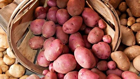 Картофель эстрелла