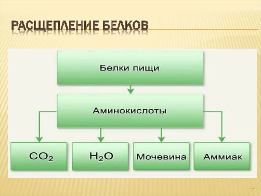 Схема белкового обмена в организме. Обмен белков в организме человека схема. Этапы обмена белка в организме. Расщепление белков таблица. Конечные продукты белкового