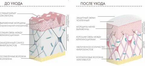 Дерма коллаген