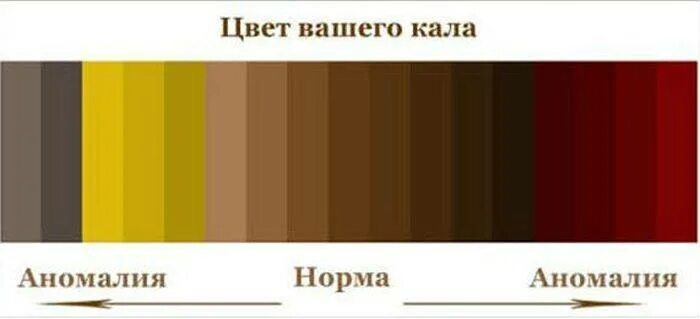 Норма цвета. Нормальный цвет кала. цвет кала у взрослого человека. нормальный цвет кала у взрослого человека. норамальный цвету кала.