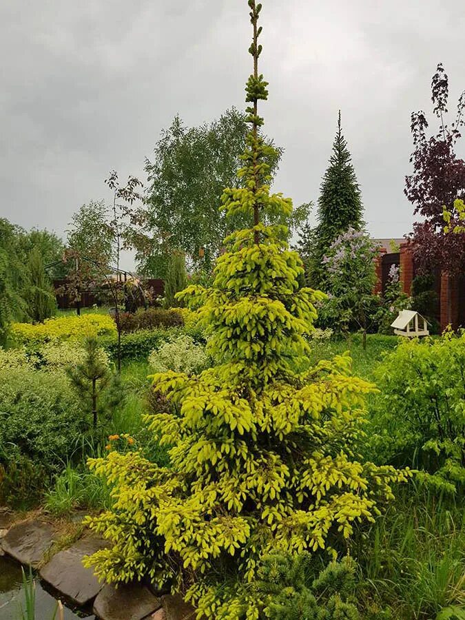Picea omorika golden rain. Ель сербская певе тиджин. Ель оморика голден рейн. Ель сербская оморика пендула. Ель сербская ауреа.