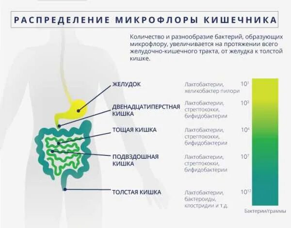 Про микрофлору