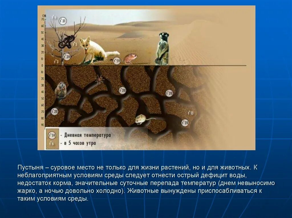 Пустыня условия жизни животных. Неблагоприятные условия среды. неблагоприятные условия для жизни животных. неблагоприятные условия для жизни растений. пустыня большие суточные перепады температур.