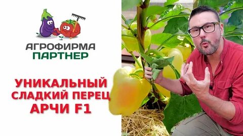 Арчи перец отзывы